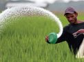 Stop Tipu Petani dengan Pupuk Urea