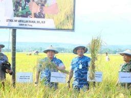 Petani Pinrang Ubah Lahan Rawa Jadi Area Pertanian Produktif