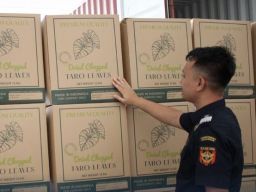 Bea Cukai Lepas Ekspor Daun Talas Senilai Ratusan Juta Rupiah