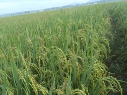 Sumber Masalah Pertanian ialah Kelangkaan Pupuk Subsidi