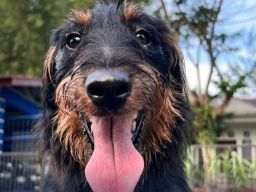 Joany, Sang Pengendus Andal yang Temukan Narkotika di Lambung Kapal