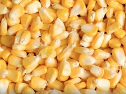 Bea Cukai Musnahkan Jagung Pipil Tak Layak Guna Eks Fasilitas BKPM