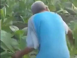 Fakta Video Viral Petani Tembakau yang Dikira Pakai Pupuk Palsu di Madura