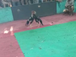 Sidoarjo Jadi Tempat Sabung Ayam