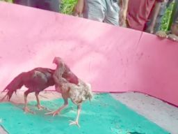 Polsek Karangpawitan Sergap Pelaku Judi Sabung Ayam