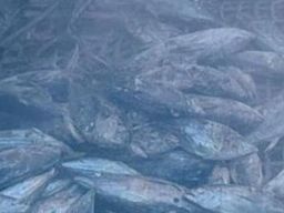 Karantina Jawa Timur Lakukan Pengawasan Komoditas Ikan Tuna