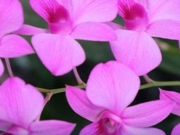 413 Batang Bunga Anggrek dari Malang Diekspor ke Amerika Serikat