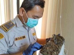 Cincau Asal Jawa Tengah Diminati Negeri Gajah Putih