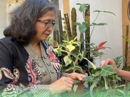 CV Kokonat Indonesia Ekspor Tanaman Hias ke USA