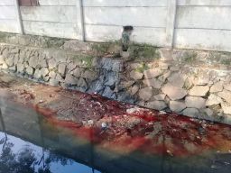 Rumah Potong Hewan di Desa Banyuurip Tidak Punya IPAL