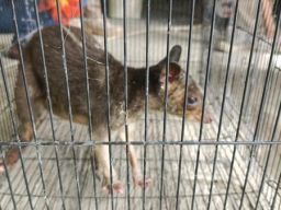 Badan Karantina Indonesia Gagalkan Penyelundupan Kanguru Tanah