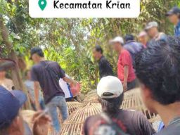 Sabung Ayam di Sidoarjo