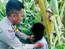 Kakek Berusia 70 Tahun Mengakhiri Hidup dengan Gantung Diri di Pohon Pisang