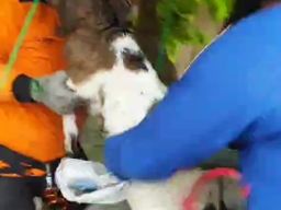 Damkar Ngawi Selamatkan Kambing Terjerumus Masuk Sumur