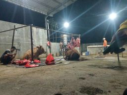 RPH Diduga Ilegal Beroperasi di Kedamaen Dikelola Kapolsek