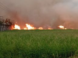 Terungkap Pemilik Lahan yang Kebakaran di Desa Driyorejo