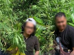 Ladang Ganja di Perbatasan Indonesia dan Papua Nugini