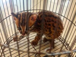 Karantina Kalimantan Barat Pastikan Kesehatan Leopard Cat Sebelum Dikonservasi