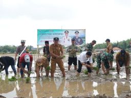 Penanaman Padi Serempak Di Desa Nyiormanis