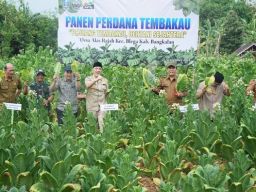 Bangkalan Berpotensi Jadi Sentra Tembakau