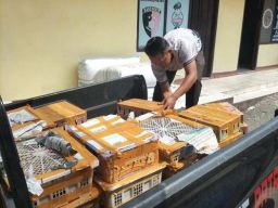 Barantin Gagalkan Penyelundupan Satwa Liar di Pelabuhan Bakauheni