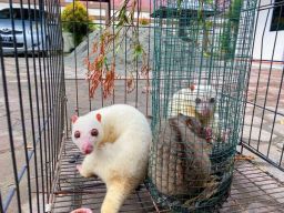 Karantina Papua Tengah Gagalkan Penyelundupan Satwa Dilindungi