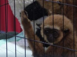 Bea Cukai Cegah Penyelundupan Primata Langka di Bandara Soekarno-Hatta