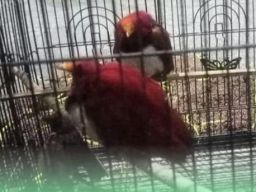 Karantina Jawa Timur Gagalkan Upaya Perdagangan Satwa Langka Asal Papua