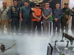 Gakkum KLHK Amankan Pelaku Perdagangan Satwa Liar Dilindungi Di Minahasa