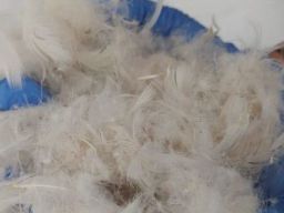 Peluang Ekspor Bulu Bebek