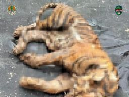 Pemburu Harimau Sumatera di Desa Hutarimbaru SM Ditangkap