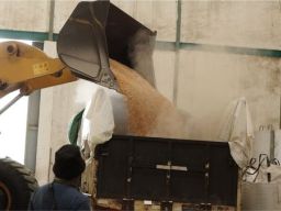 Bea Cukai Tanjung Perak Musnahkan 10,36 Metrik Ton Jagung Pipil