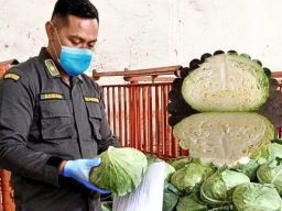 10 Juta Ton Kubis Segar Asal Malang Diekspor Pasar Taiwan