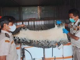 Fantastis! 5,9 Ton Kulit Buaya Bernilai Miliaran Rupiah Diekspor ke Denmark