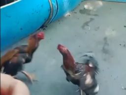 Mengunjungi Keberadaan Arena Sabung Ayam di Kecamatan Tarik