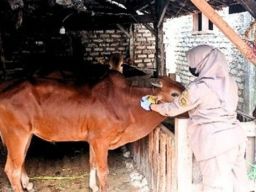 Di Balik Senyum Salihen Dapatkan Cuan Dari Sapi Madura