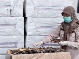 Tokek Sembuhkan Penyakit Kanker, Mitos atau Fakta?