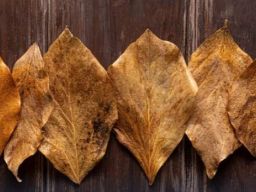 PT Central Charcoal Babelindo Ekspor Daun Kering 