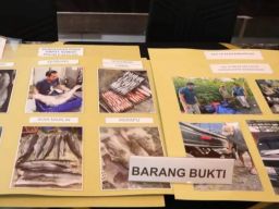 Ditreskrimsus Polda Bali Amankan 1,8 Ton Daging Ikan Ilegal di Pelabuhan Gilimanuk