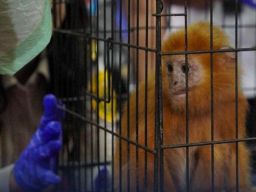 Penyelundupan Lutung dan Burung Eksotis di Bandara Soekarno-Hatta