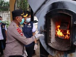 Polres OKU Timur Musnahkan Barang Bukti 35,7 KG Narkotika Jenis Ganja