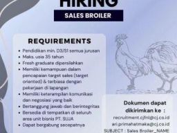 PT Sumber Unggas Jaya Buka Lowongan Kerja Sales Broiler