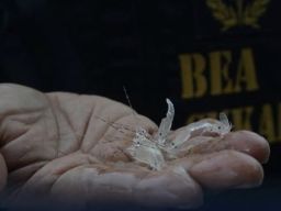 Bea Cukai Tindak Penyelundupan 150 Ribu Benih Lobster di Jalur Rawan Kepri