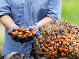 Bea Cukai Dukung Peningkatan Ekspor Industri Kelapa Sawit