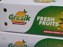 Koperasi Duta Horti Gresik Ekspor Mangga ke Hong Kong
