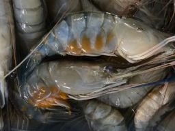 PT Reinin Berkah Abadi Ekspor Udang Galah ke Selandia Baru