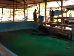 Sabung Ayam Disertai Judi di Desa Sumberanyar