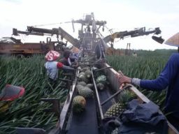 Pemerintah Bebaskan Bea Masuk Importasi Bibit dan Benih untuk Industri Pertanian, Peternakan