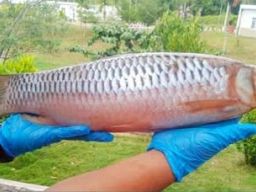 Ikan Jelawat yang Menggiurkan Pasar Malaysia