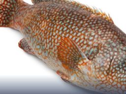 CV Yongfisheries Ekspor Ikan Kerapu Hidup ke Hong Kong